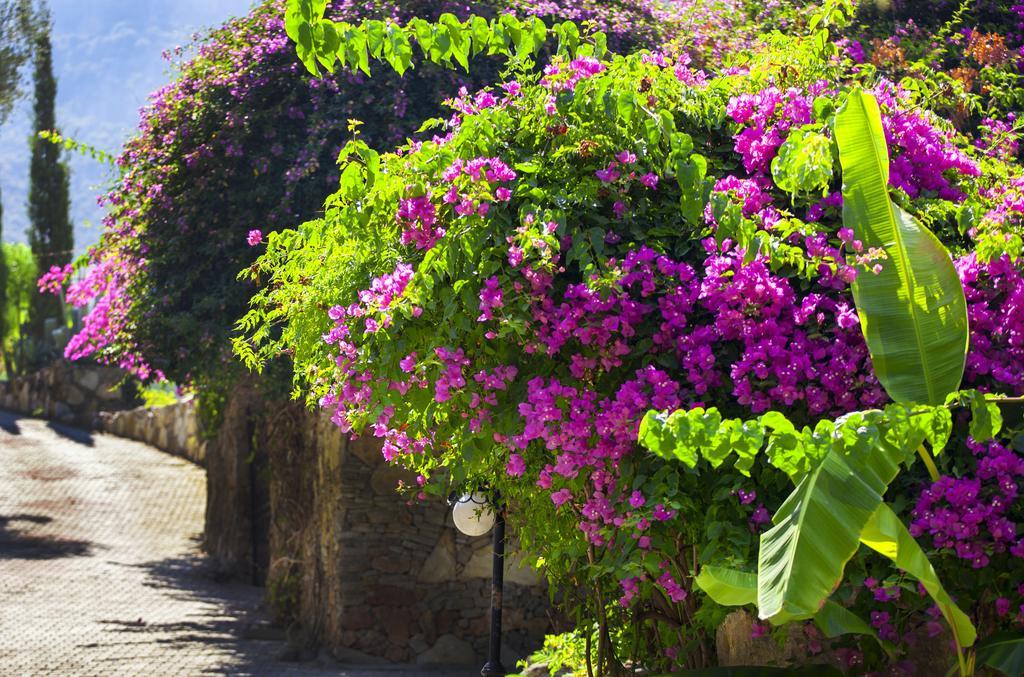 Paradise Garden Hotel Ölüdeniz Eksteriør billede